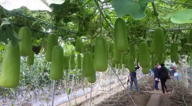 餐廚垃圾為什么要分類收運處理?